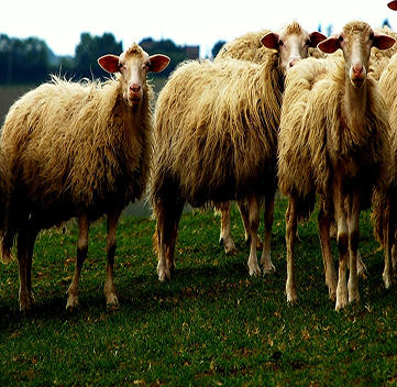 Long Hair Boer Goats