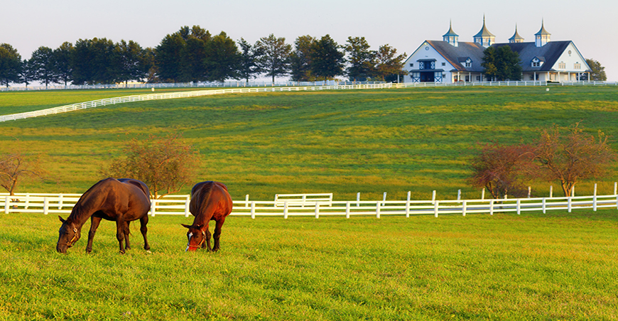 horses