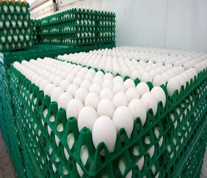 eggs